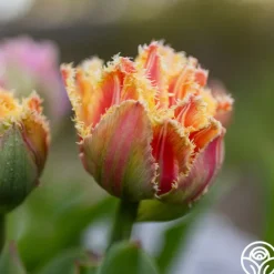 Brisbane>Heirloom Roses Hot