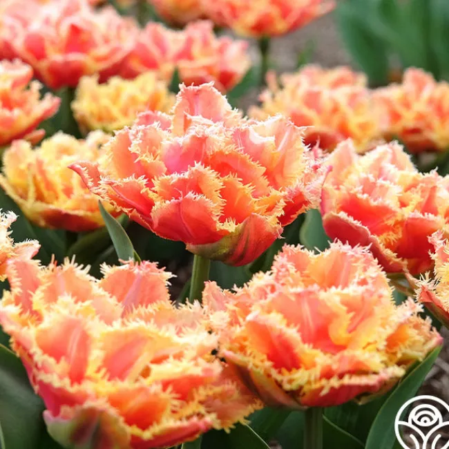 Brisbane>Heirloom Roses Hot