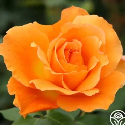 Bronze Star™>Heirloom Roses Outlet