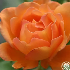 Bronze Star™>Heirloom Roses Outlet