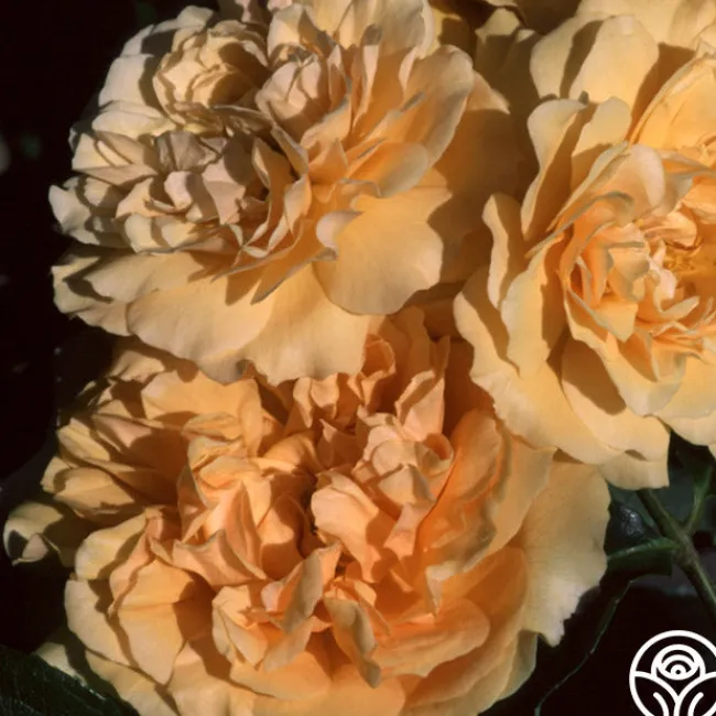 Buff Beauty>Heirloom Roses Clearance