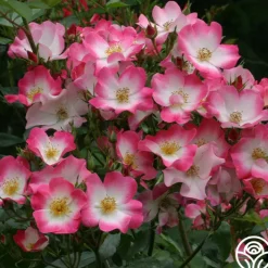 Bukavu>Heirloom Roses Outlet