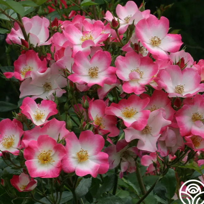 Bukavu>Heirloom Roses Outlet