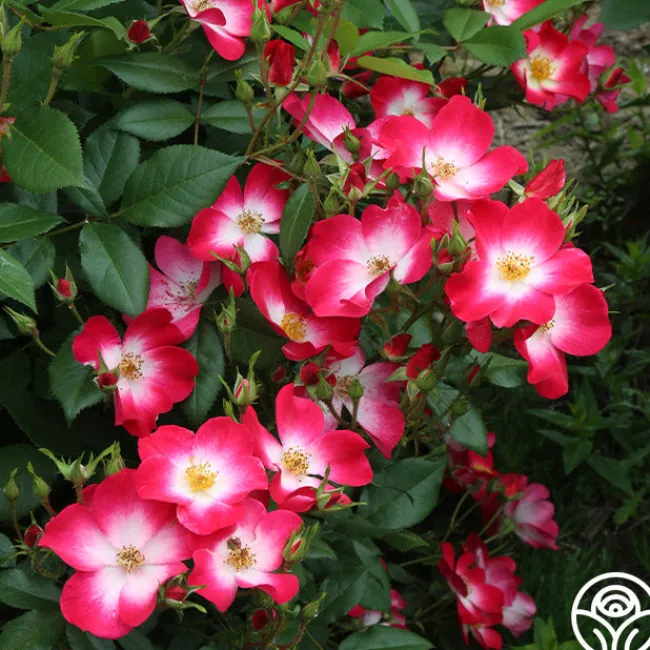 Bukavu>Heirloom Roses Outlet