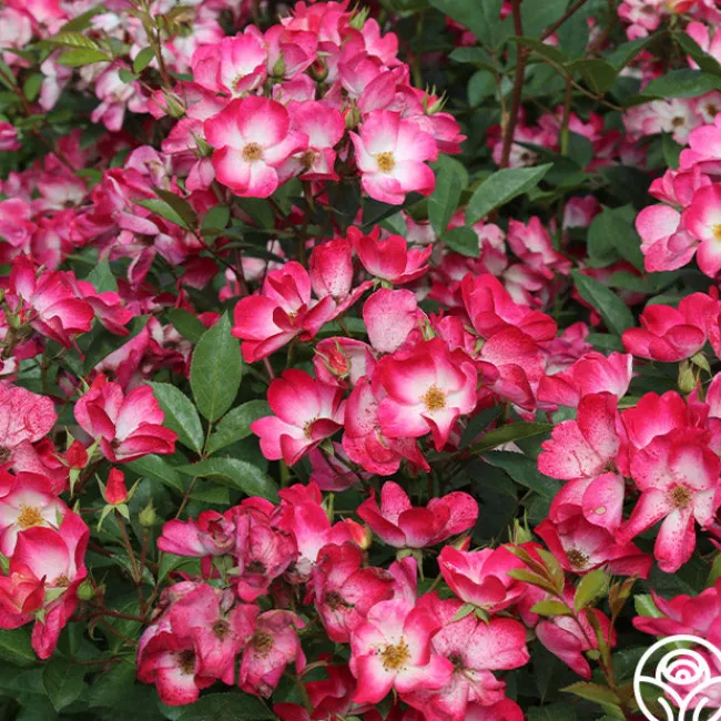 Bukavu>Heirloom Roses Outlet