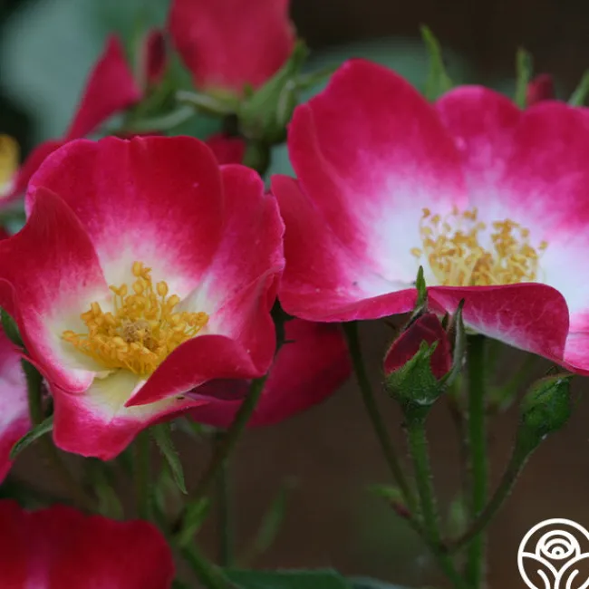Bukavu>Heirloom Roses Outlet