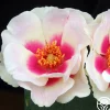 Bull's Eye™>Heirloom Roses Online