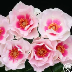 Bull's Eye™>Heirloom Roses Online
