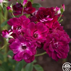 Burgundy Iceberg™>Heirloom Roses Outlet