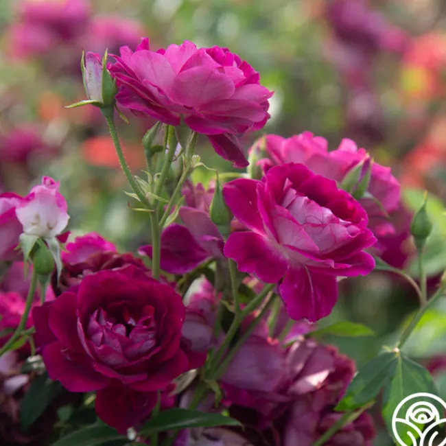 Burgundy Iceberg™>Heirloom Roses Outlet