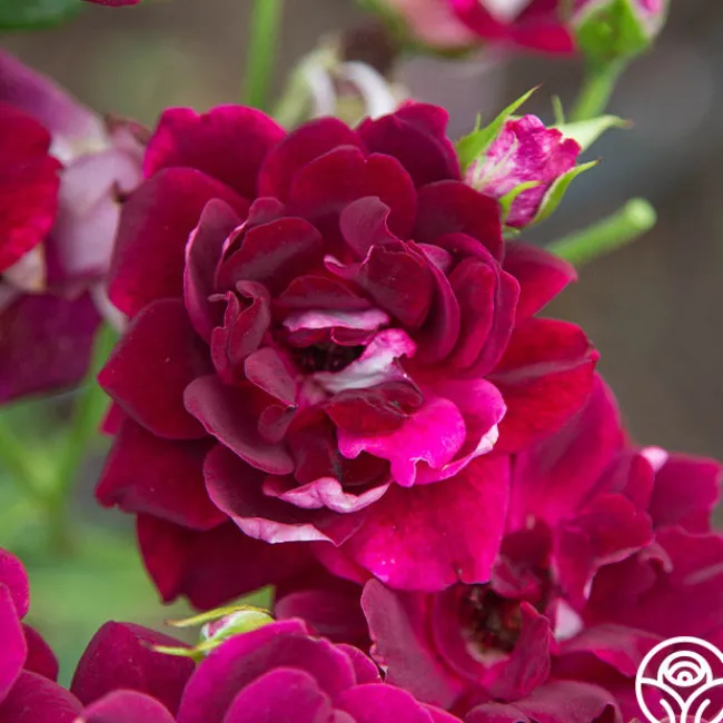 Burgundy Iceberg™>Heirloom Roses Outlet