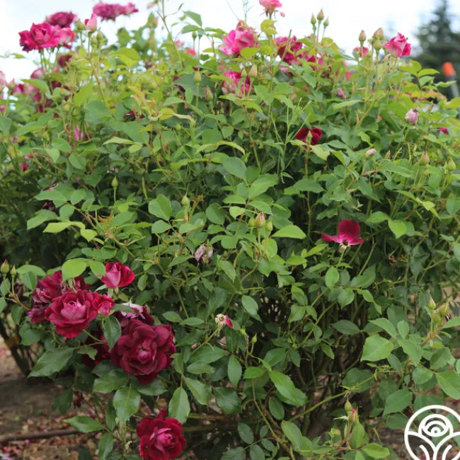 Burgundy Iceberg™>Heirloom Roses Outlet