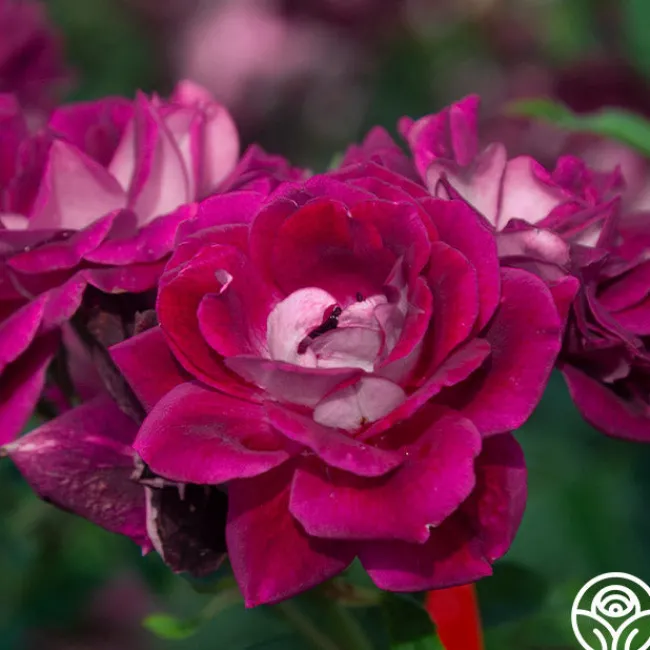 Burgundy Iceberg™>Heirloom Roses Outlet
