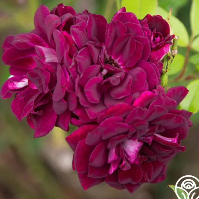 Burgundy Iceberg™>Heirloom Roses Outlet