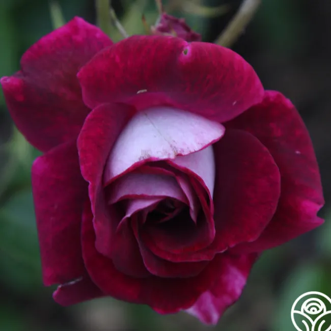 Burgundy Iceberg™>Heirloom Roses Outlet
