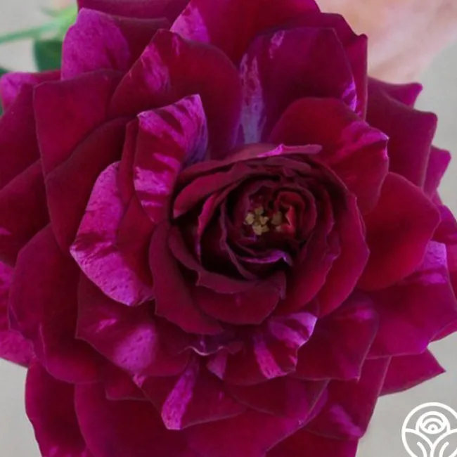 Burlesque>Heirloom Roses Discount