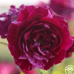Burlesque>Heirloom Roses Discount