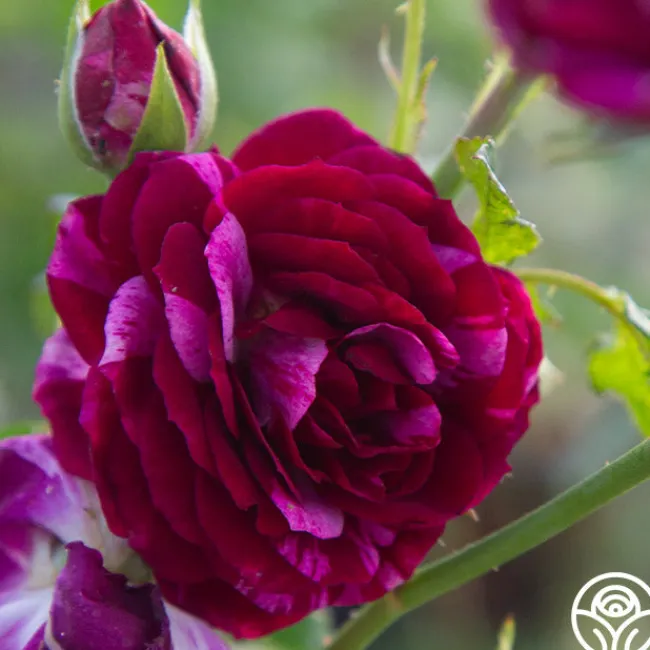 Burlesque>Heirloom Roses Discount
