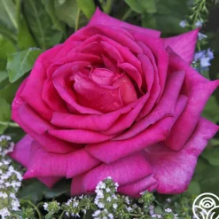 Buxom Beauty™>Heirloom Roses
