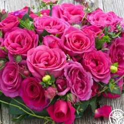 Buxom Beauty™>Heirloom Roses