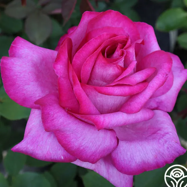 Buxom Beauty™>Heirloom Roses