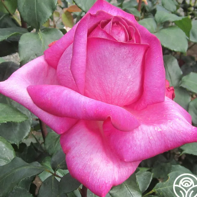 Buxom Beauty™>Heirloom Roses