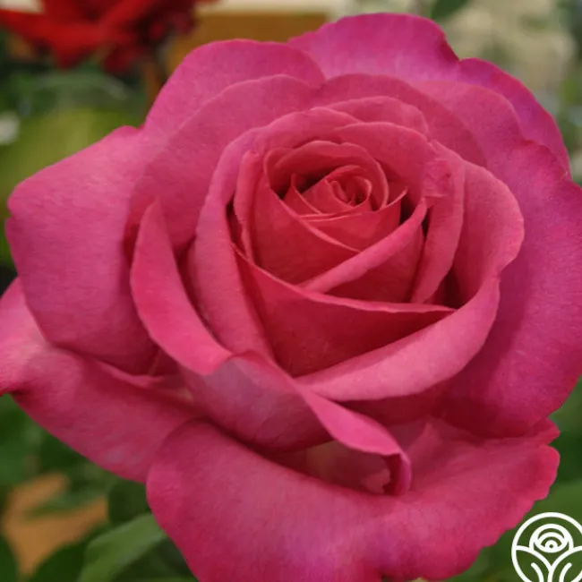 Buxom Beauty™>Heirloom Roses