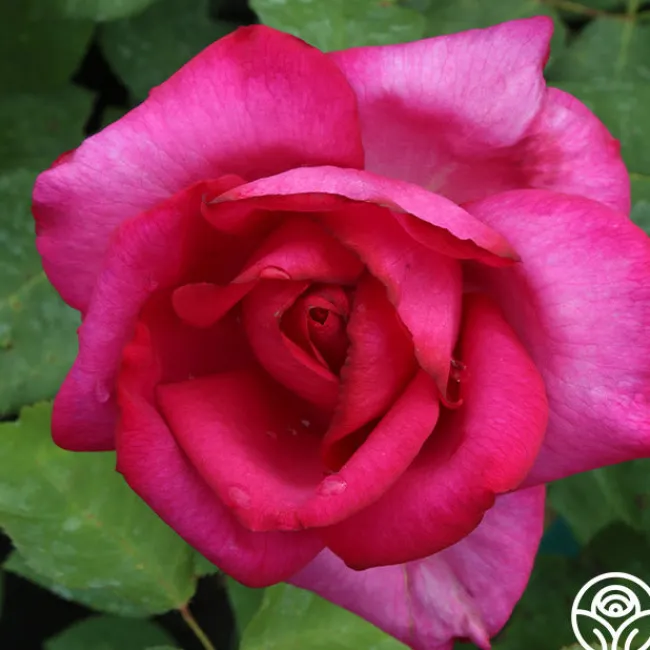 Buxom Beauty™>Heirloom Roses