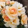 By Appointment™>Heirloom Roses New