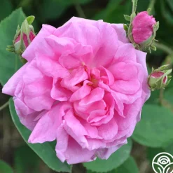 Cabbage Rose>Heirloom Roses Online