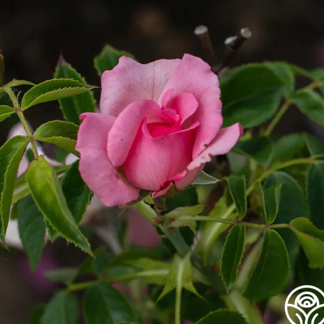 Cabbage Rose>Heirloom Roses Online