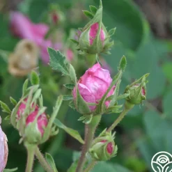 Cabbage Rose><noscript><img width=