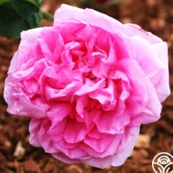 Cabbage Rose><noscript><img width=