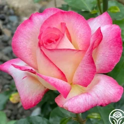 California Dreamin'™>Heirloom Roses Clearance
