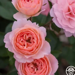 Calypso>Heirloom Roses