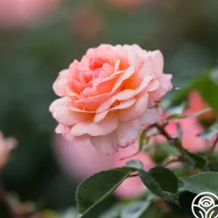 Calypso><noscript><img width=