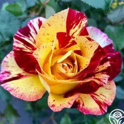 Camille Pissarro®>Heirloom Roses Discount