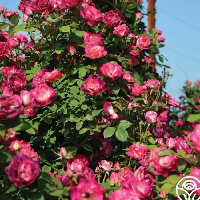 Cancan™>Heirloom Roses Online