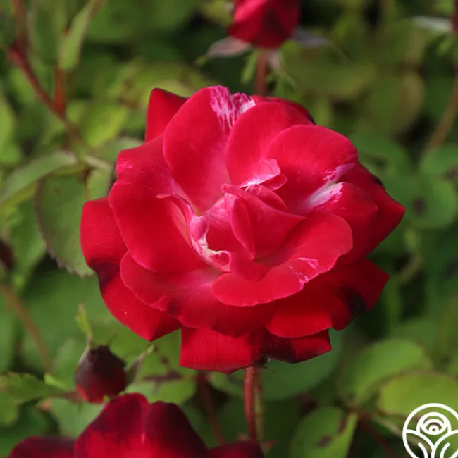 Cancan™>Heirloom Roses Online