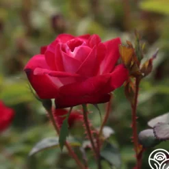 Cancan™><noscript><img width=