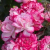 Candy Cane Cocktail™>Heirloom Roses Hot