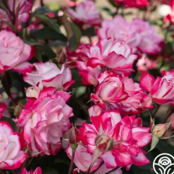 Candy Cane Cocktail™>Heirloom Roses Hot