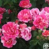 Candy Land>Heirloom Roses Clearance