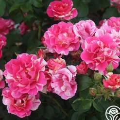 Candy Land>Heirloom Roses Clearance