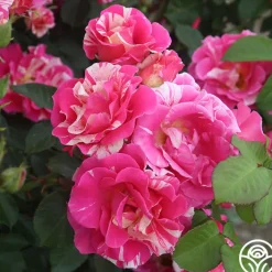 Candy Land>Heirloom Roses Clearance