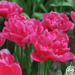 Candy Time>Heirloom Roses Best