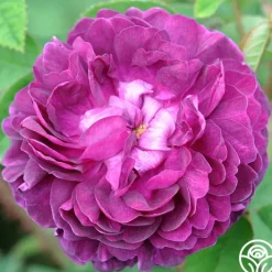 Capitaine John Ingram>Heirloom Roses Best