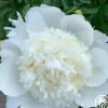 Capital Dome>Heirloom Roses Best