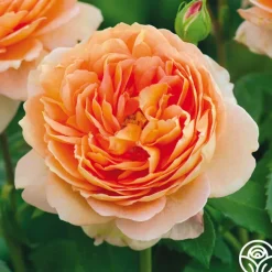 Carding Mill™><noscript><img width=