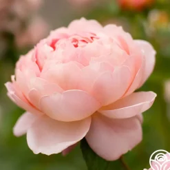 Carding Mill™><noscript><img width=